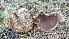  ( - HAY-F-001448)  @11 [ ] c (2023) Michelle C. Torres-Grant Fungal Diversity Survey