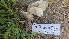  ( - HAY-F-002190)  @11 [ ] by-nc (2023) Thea Chesney Fungal Diversity Survey