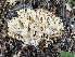  (Ramaria sp. PNW18 - HAY-F-002203)  @11 [ ] by-nc (2023) Thea Chesney Fungal Diversity Survey