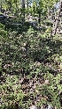  ( - HAY-F-002203)  @11 [ ] by-nc (2023) Thea Chesney Fungal Diversity Survey