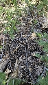  ( - HAY-F-002203)  @11 [ ] by-nc (2023) Thea Chesney Fungal Diversity Survey