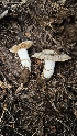  (Cortinarius sp. CA25 - HAY-F-002214)  @11 [ ] by-nc (2023) Thea Chesney Fungal Diversity Survey