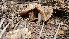  ( - HAY-F-002214)  @11 [ ] by-nc (2023) Thea Chesney Fungal Diversity Survey