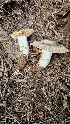  ( - HAY-F-002214)  @11 [ ] by-nc (2023) Thea Chesney Fungal Diversity Survey