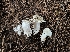  ( - HAY-F-002217)  @11 [ ] by-nc (2023) Thea Chesney Fungal Diversity Survey
