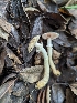  ( - HAY-F-004421)  @11 [ ] by-nc (2023) Stu Pickell Fungal Diversity Survey