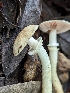  ( - HAY-F-004421)  @11 [ ] by-nc (2023) Stu Pickell Fungal Diversity Survey