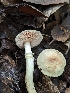  ( - HAY-F-004421)  @11 [ ] by-nc (2023) Stu Pickell Fungal Diversity Survey