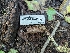  ( - HAY-F-004419)  @11 [ ] by-nc (2023) Stu Pickell Fungal Diversity Survey