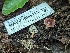  ( - HAY-F-004418)  @11 [ ] by-nc (2023) Stu Pickell Fungal Diversity Survey