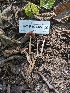  ( - HAY-F-004422)  @11 [ ] by-nc (2023) Stu Pickell Fungal Diversity Survey