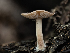  ( - HAY-F-004418)  @11 [ ] by-nc (2023) Stu Pickell Fungal Diversity Survey