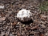  ( - HAY-F-003638)  @11 [ ] by-nc (2023) Sadie Hickey Fungal Diversity Survey