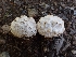  ( - HAY-F-003638)  @11 [ ] by-nc (2023) Sadie Hickey Fungal Diversity Survey
