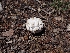  ( - HAY-F-003638)  @11 [ ] by-nc (2023) Sadie Hickey Fungal Diversity Survey