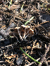  (Psathyrella sp. CA01 - HAY-F-005022)  @11 [ ] by-nc (2023) Dean Lyons Fungal Diversity Survey