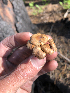  ( - HAY-F-005022)  @11 [ ] by-nc (2023) Dean Lyons Fungal Diversity Survey