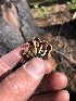  ( - HAY-F-005022)  @11 [ ] by-nc (2023) Dean Lyons Fungal Diversity Survey