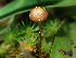  ( - HAY-F-005037)  @11 [ ] by-nc (2023) Dean Lyons Fungal Diversity Survey
