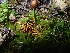  ( - HAY-F-005037)  @11 [ ] by-nc (2023) Dean Lyons Fungal Diversity Survey