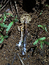  ( - HAY-F-005032)  @11 [ ] by-nc (2023) Dean Lyons Fungal Diversity Survey