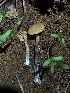  ( - HAY-F-005032)  @11 [ ] by-nc (2023) Dean Lyons Fungal Diversity Survey