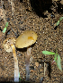  ( - HAY-F-005032)  @11 [ ] by-nc (2023) Dean Lyons Fungal Diversity Survey