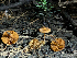  ( - HAY-F-005028)  @11 [ ] by-nc (2023) Dean Lyons Fungal Diversity Survey