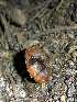  ( - HAY-F-005028)  @11 [ ] by-nc (2023) Dean Lyons Fungal Diversity Survey