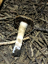  (Psathyrella sp. CA06 - HAY-F-005027)  @11 [ ] by-nc (2023) Dean Lyons Fungal Diversity Survey