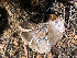  ( - HAY-F-005040)  @11 [ ] by-nc (2023) Dean Lyons Fungal Diversity Survey