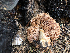  ( - HAY-F-005040)  @11 [ ] by-nc (2023) Dean Lyons Fungal Diversity Survey