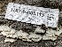  ( - HAY-F-005113)  @11 [ ] by-nc (2023) Damon Tighe Fungal Diversity Survey
