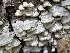  ( - HAY-F-005113)  @11 [ ] by-nc (2023) Damon Tighe Fungal Diversity Survey