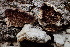  ( - HAY-F-005113)  @11 [ ] by-nc (2023) Damon Tighe Fungal Diversity Survey