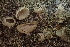 (Tarzetta sp. CA02 - HAY-F-005420)  @11 [ ] by-nc (2023) Damon Tighe Fungal Diversity Survey