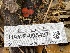  ( - HAY-F-005437)  @11 [ ] by-nc (2023) Damon Tighe Fungal Diversity Survey