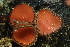  ( - HAY-F-005437)  @11 [ ] by-nc (2023) Damon Tighe Fungal Diversity Survey