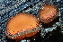  ( - HAY-F-005437)  @11 [ ] by-nc (2023) Damon Tighe Fungal Diversity Survey