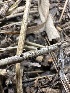  ( - HAY-F-005199)  @11 [ ] c (2023) Rudy Diaz Fungal Diversity Survey