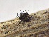  (Chaetosphaeriales - HAY-F-005199)  @11 [ ] c (2023) Rudy Diaz Fungal Diversity Survey
