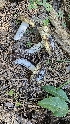  (Amanita vernicoccora - HAY-F-002268)  @11 [ ] by-nc (2023) Thea Chesney Fungal Diversity Survey