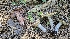  ( - HAY-F-002226)  @11 [ ] by-nc (2023) Thea Chesney Fungal Diversity Survey