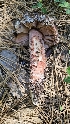  ( - HAY-F-002226)  @11 [ ] by-nc (2023) Thea Chesney Fungal Diversity Survey
