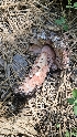  ( - HAY-F-002226)  @11 [ ] by-nc (2023) Thea Chesney Fungal Diversity Survey