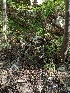  ( - HAY-F-004470)  @11 [ ] by-nc (2023) Stu Pickell Fungal Diversity Survey