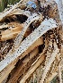  ( - HAY-F-005571)  @11 [ ] c (2023) Rudy Diaz Fungal Diversity Survey