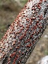  ( - HAY-F-005198)  @11 [ ] c (2023) Rudy Diaz Fungal Diversity Survey
