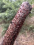  ( - HAY-F-005198)  @11 [ ] c (2023) Rudy Diaz Fungal Diversity Survey