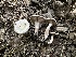  ( - HAY-F-005190)  @11 [ ] c (2023) Rudy Diaz Fungal Diversity Survey